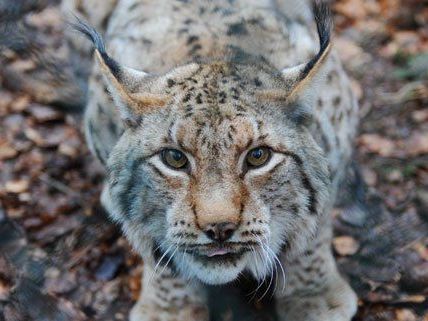 In Niederösterreich wurde eine tote Luchs-Mutter mit ihrem Jungen aus der Ysper geborgen.