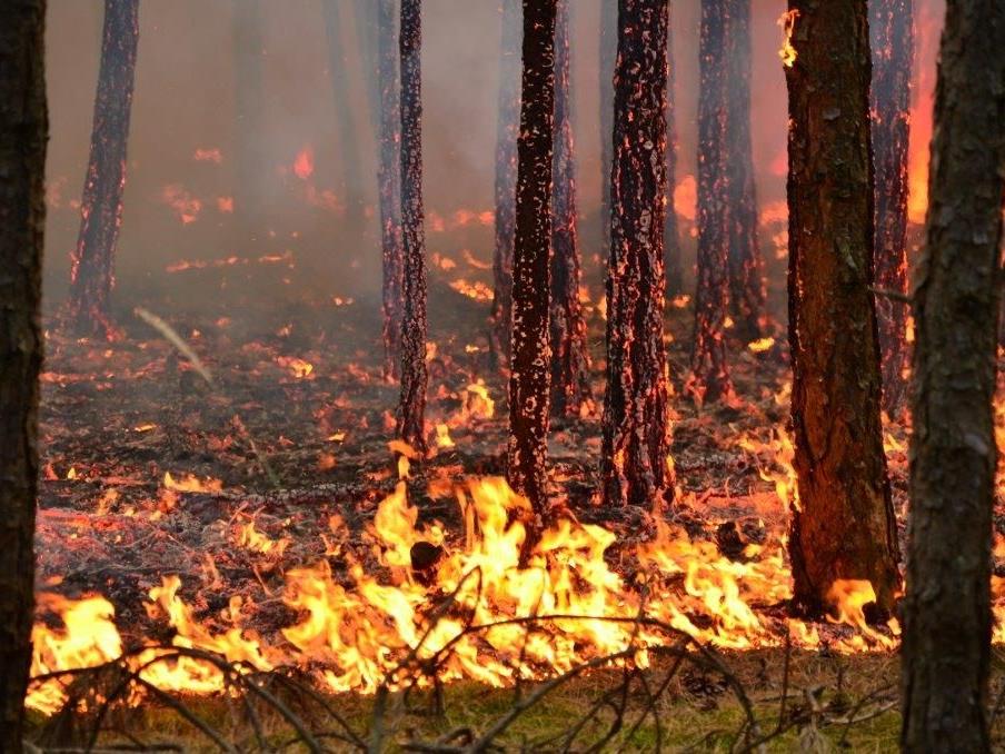 Waldbrand im Bezirk Wiener Neustadt