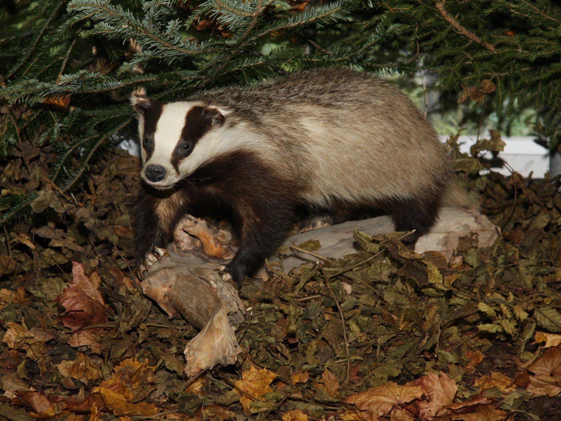 Ein ausgestopfter Dachs ist den britischen Jägern auf jeden Fall lieber - aus Angst vor Tuberkulose machen sie derzeit Jagd auf das Waldtier. Ein ausgestopfter Dachs ist den britischen Jägern auf jeden Fall lieber - aus Angst vor Tuberkulose machen sie derzeit Jagd auf das Waldtier.