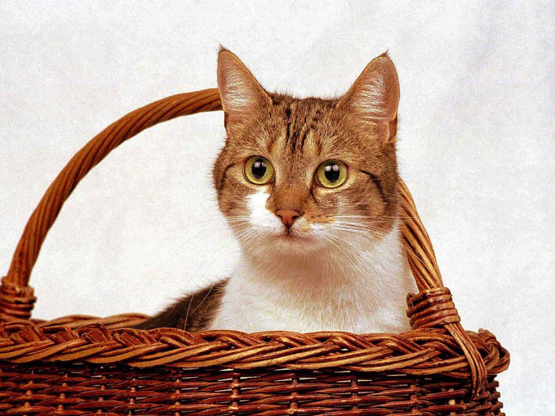 Am 8. August ist Tag der Katze. Am 8. August ist Tag der Katze.