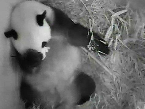 Im Tiergarten Schönbrunn kam am Mittwoch ein Pandababy auf die Welt.