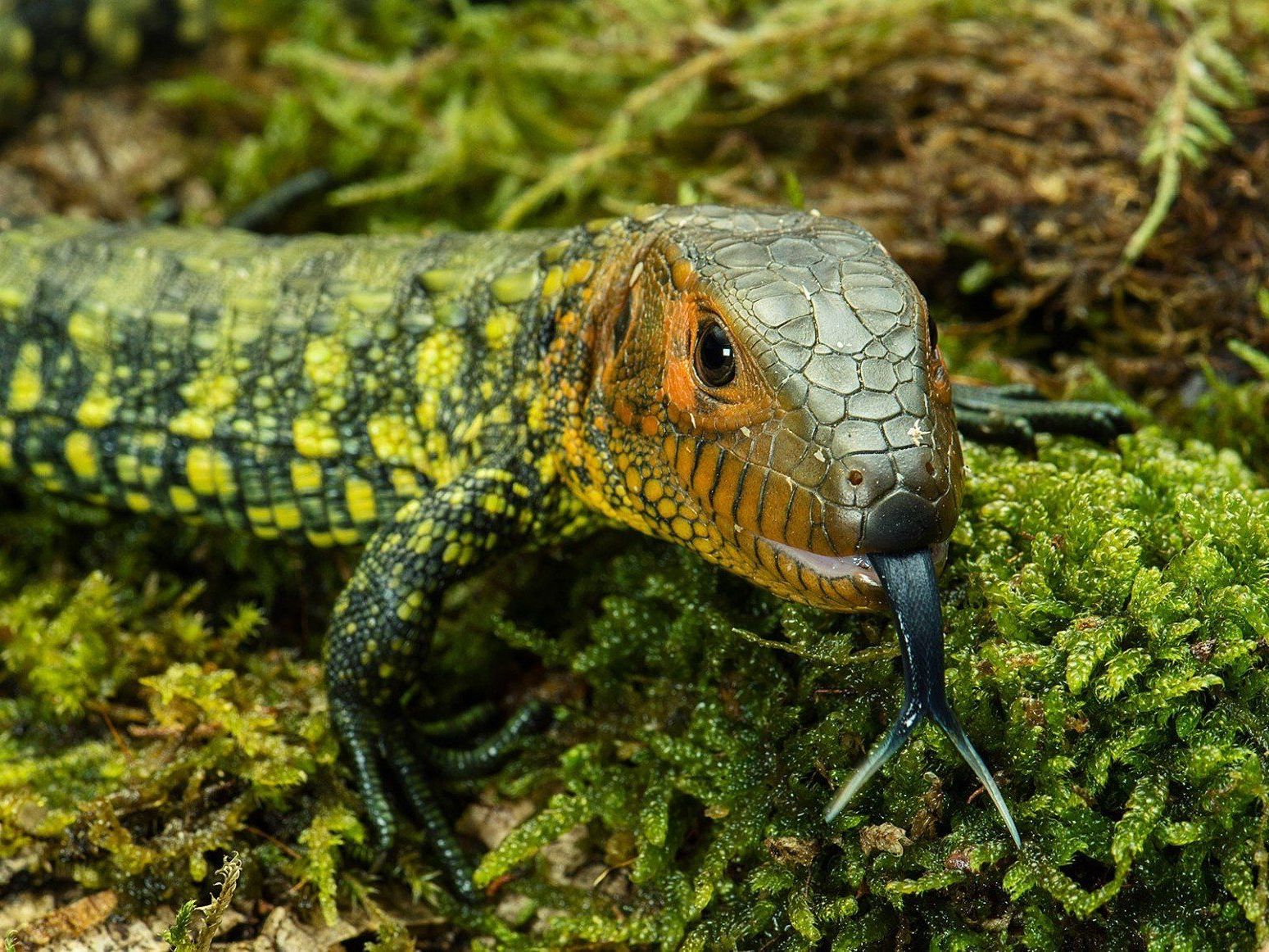 Im Tiergarten Schönbrunn konnten erstmals Krokodiltejus gezüchtet werden.