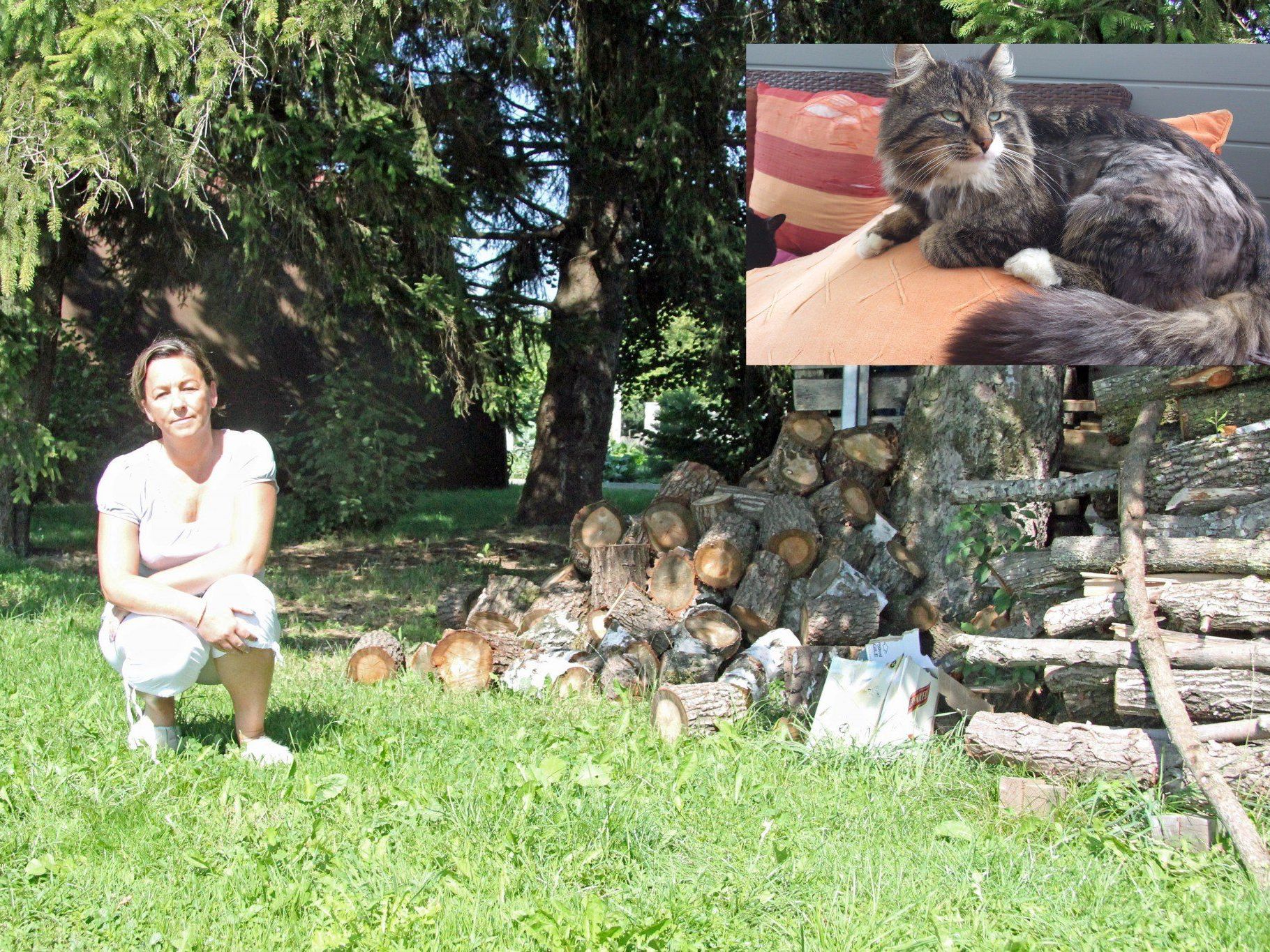 Anke Scheidgen hofft auf Hinweise zum Tod ihres Katers Quigliey (links oben). Anke Scheidgen hofft auf Hinweise zum Tod ihres Katers Quigliey (links oben).