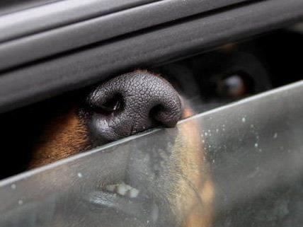 Bei Hitze sollten Tiere nicht im Auto gelassen werden.