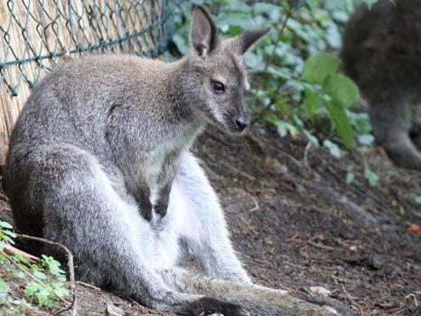 Das entlaufene Känguru hat ein neues Zuhause gefunden.