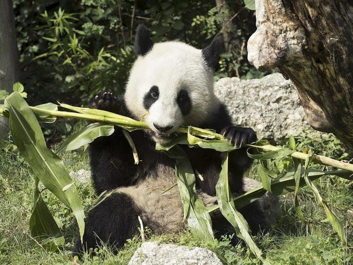 Die Wiener Pandas fühlren sich in China wohl.