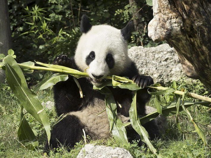 Die Wiener Pandas fühlren sich in China wohl. Die Wiener Pandas fühlren sich in China wohl.