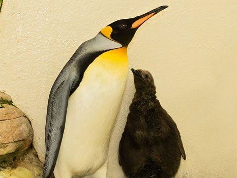 Im Wiener Tiergarten ist ein Königspinguin geschlüpft. Im Wiener Tiergarten ist ein Königspinguin geschlüpft.