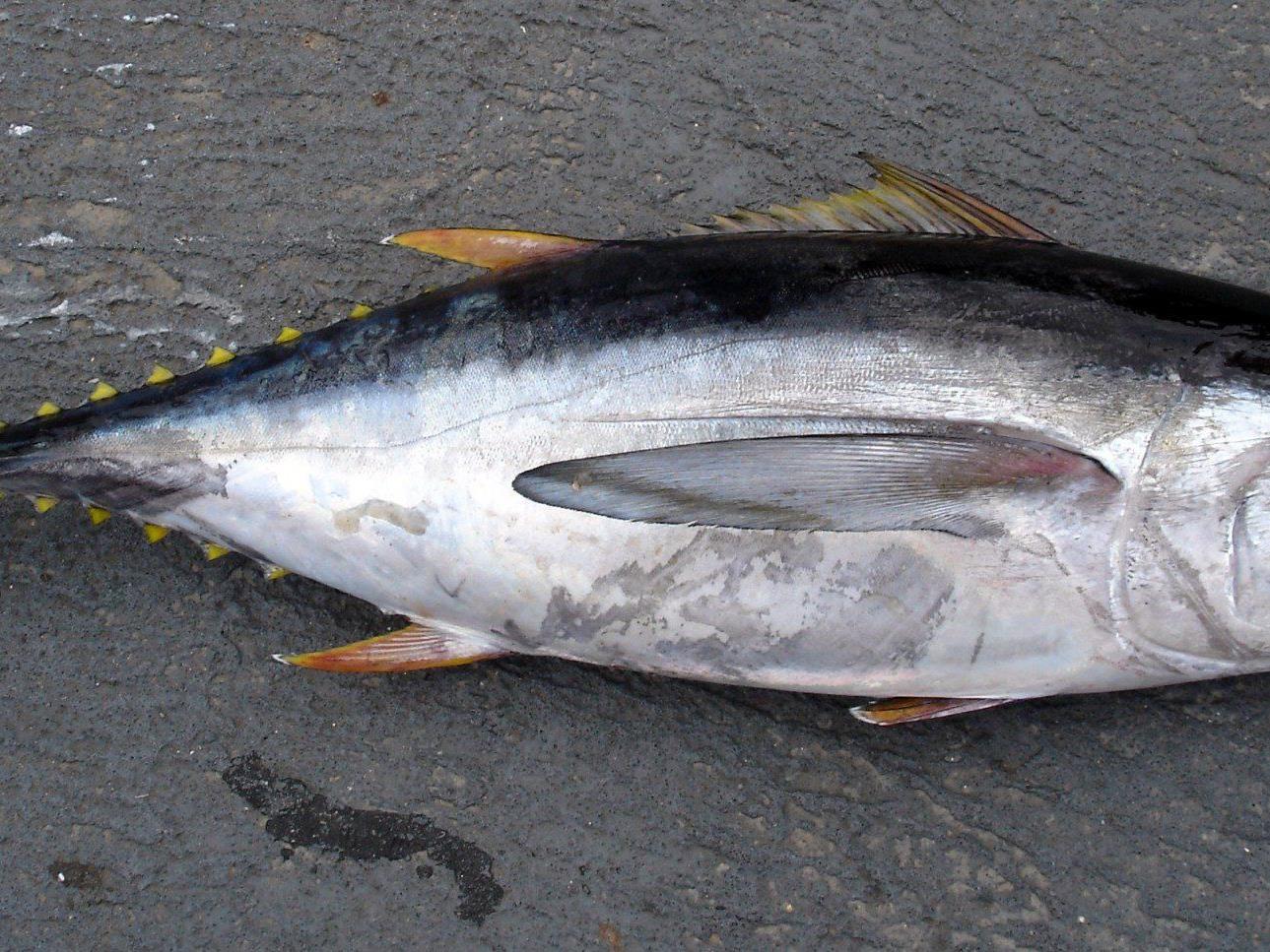 Der Großaugen-Thunfisch: Reduktion der Fangquote gefordert, "bevor es zu spät ist"