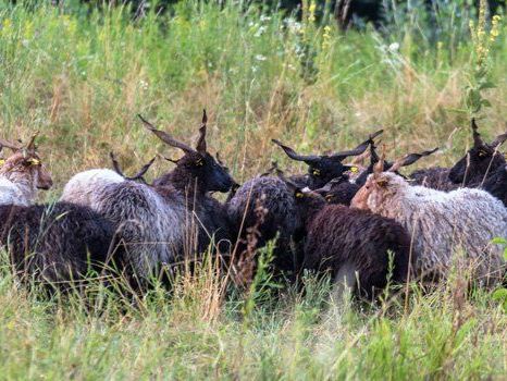 In der Oberen Lobau weidet die seltene Rasse. In der Oberen Lobau weidet die seltene Rasse.