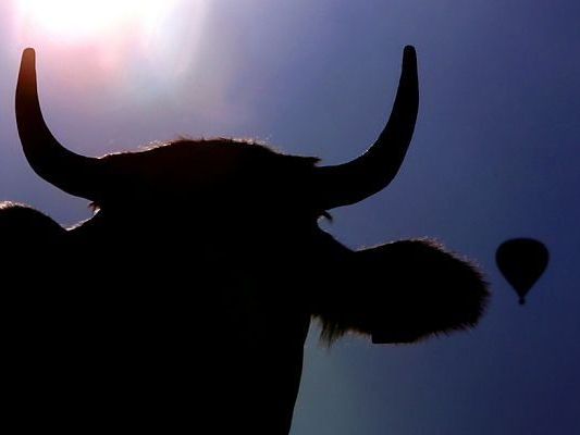 Unbekannte Kuh tötete Wiener Unbekannte Kuh tötete Wiener