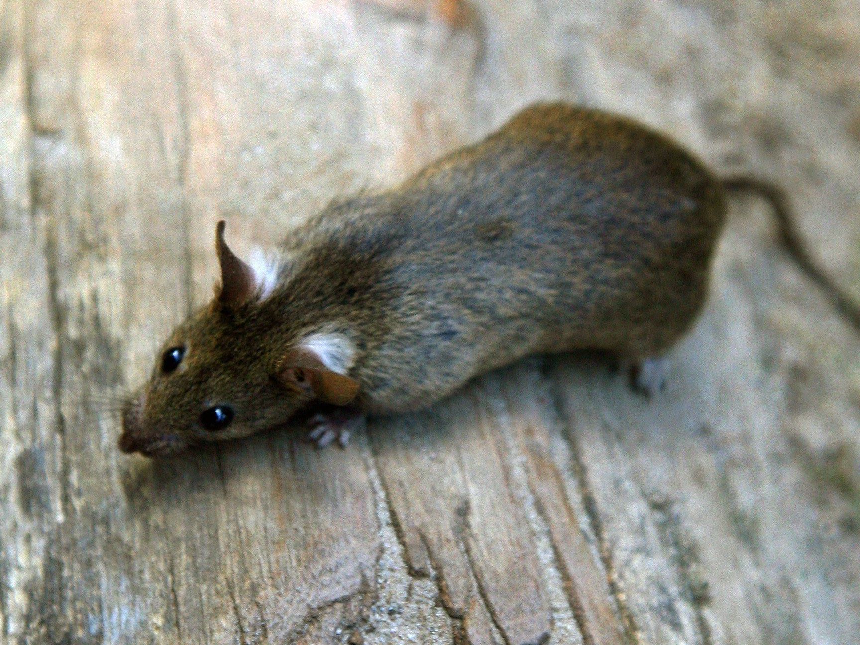 Ratten helfen der niederländischen Polizei in Zukunft bei der Aufklärung von Kriminalfällen. Ratten helfen der niederländischen Polizei in Zukunft bei der Aufklärung von Kriminalfällen.