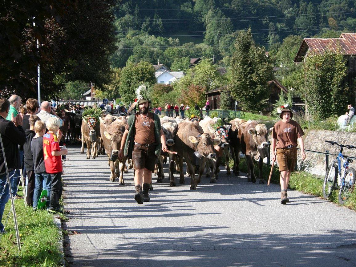 530 Rinder kehrten von den Nenzinger Alpen heim.