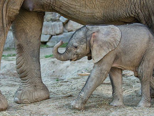 Wie soll das kleine Elefantenbaby heißen? Wie soll das kleine Elefantenbaby heißen?