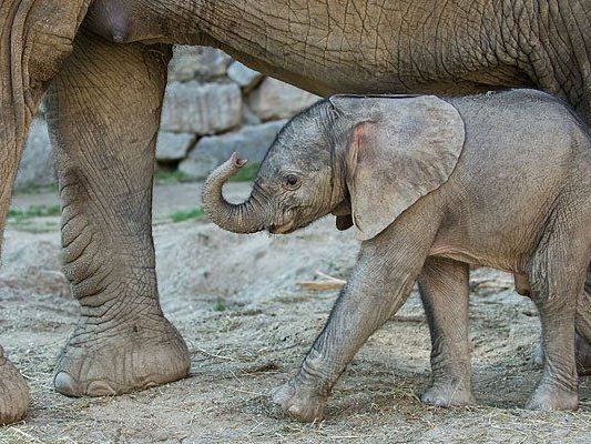 Wie soll das kleine Elefantenbaby heißen?