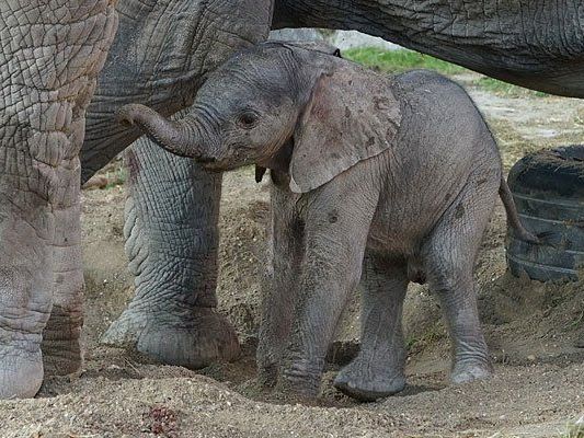 Das kleine Elefantenmädchen in Schönbrunn Das kleine Elefantenmädchen in Schönbrunn