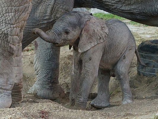 Das kleine Elefantenmädchen in Schönbrunn