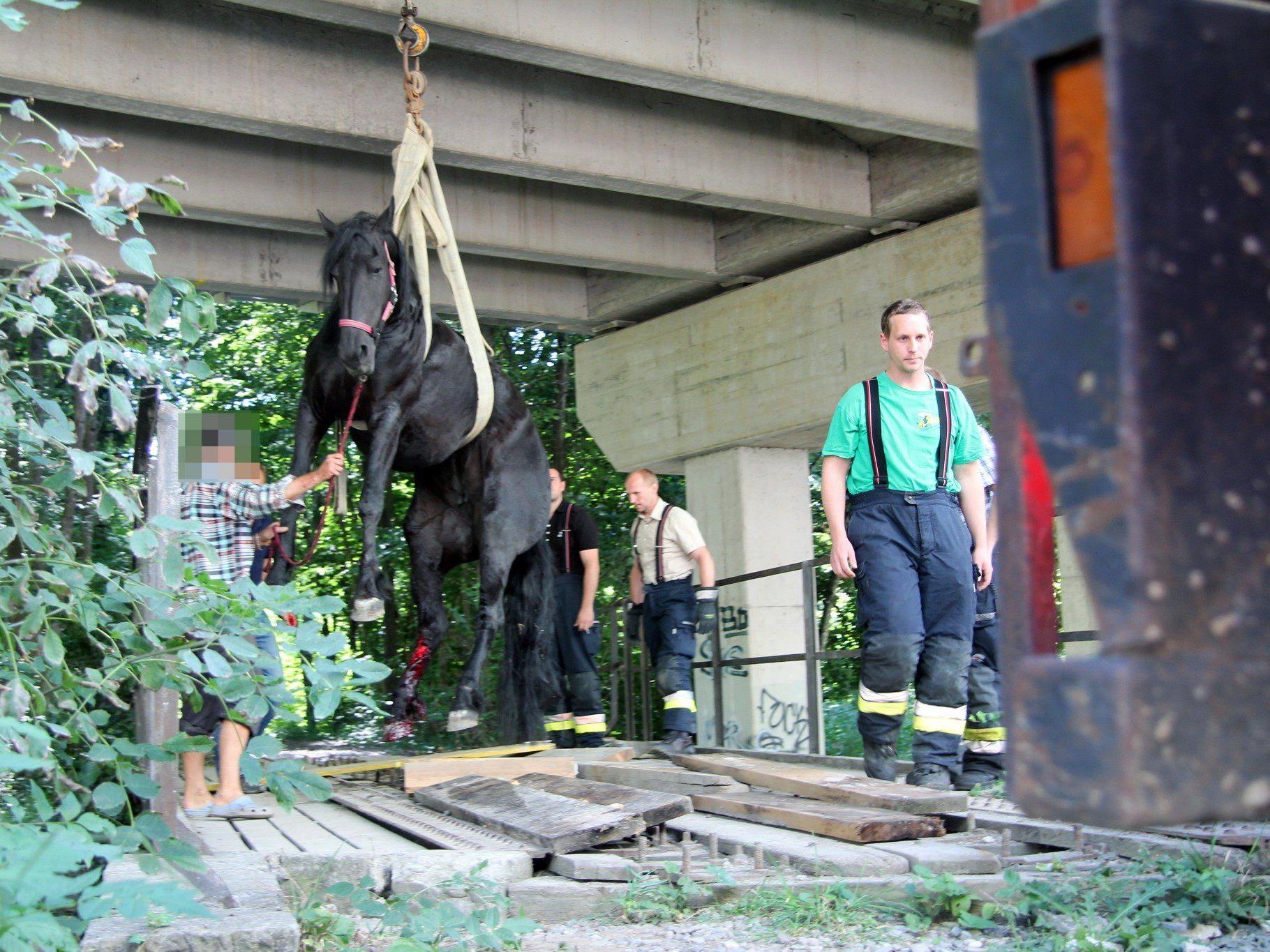 Die Feuerwehr barg das Pferd mit einem mobilen Kran aus seiner misslichen Lage.