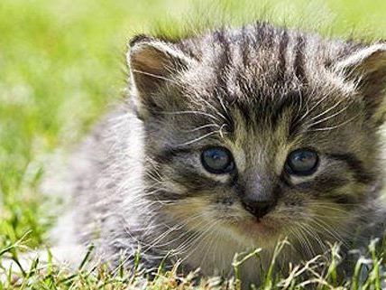 Katzen sind nicht umsonst als Haustiere sehr beliebt Katzen sind nicht umsonst als Haustiere sehr beliebt