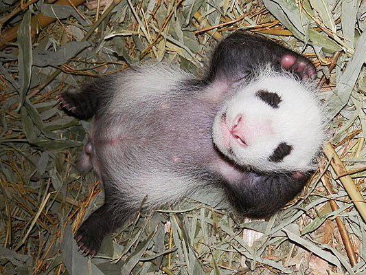 Das Panda-Baby in Schönbrunn - es ist ein Bub