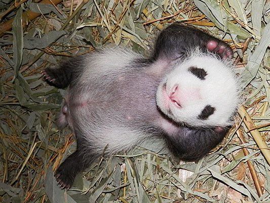 Das Panda-Baby in Schönbrunn - es ist ein Bub Das Panda-Baby in Schönbrunn - es ist ein Bub