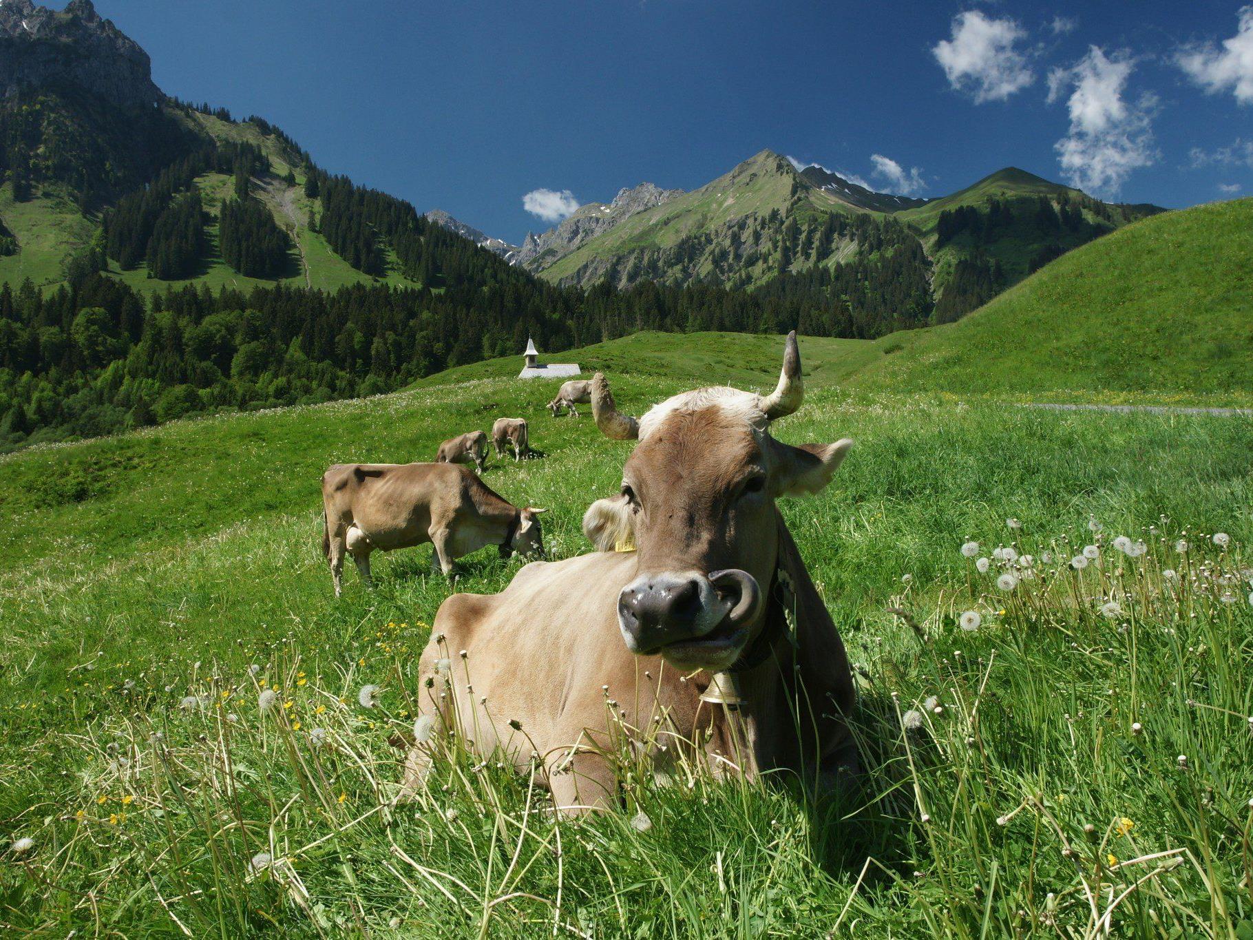 Rindertuberkulose in der Schweiz: Erreger aus Vorarlberg?