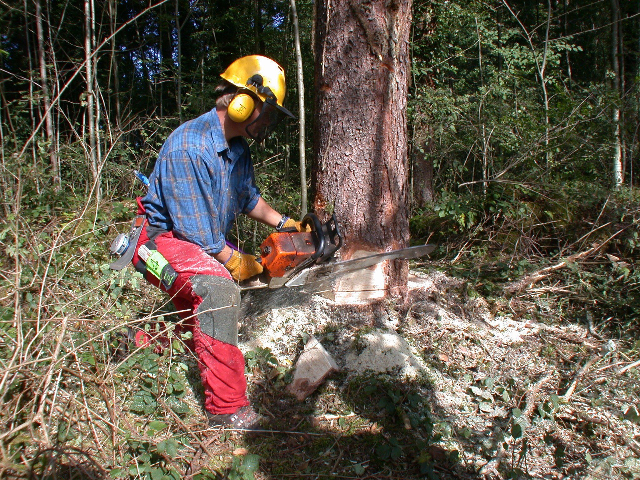 Viele betreiben das Holzen sogar als Hobby. Viele betreiben das Holzen sogar als Hobby.
