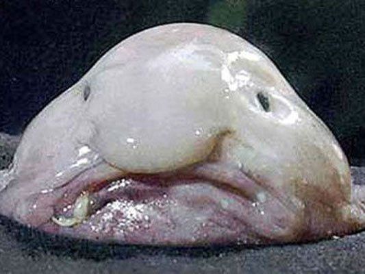Blobfish verweist Eulenpapagei und Lurch bei Abstimmung auf die Plätze. Blobfish verweist Eulenpapagei und Lurch bei Abstimmung auf die Plätze.