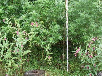 In Niederösterreich sind zwei Cannabisplantagen entdeckt worden.