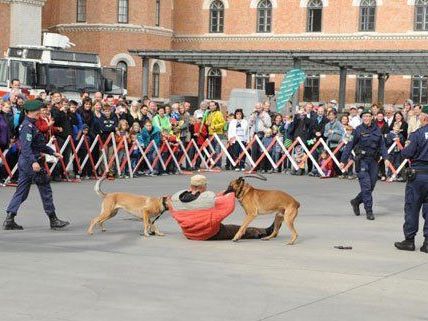 Auch die Polizeidiensthundeeinheit präsentiert sich beim "Tag der Wiener Polizei". Auch die Polizeidiensthundeeinheit präsentiert sich beim "Tag der Wiener Polizei".