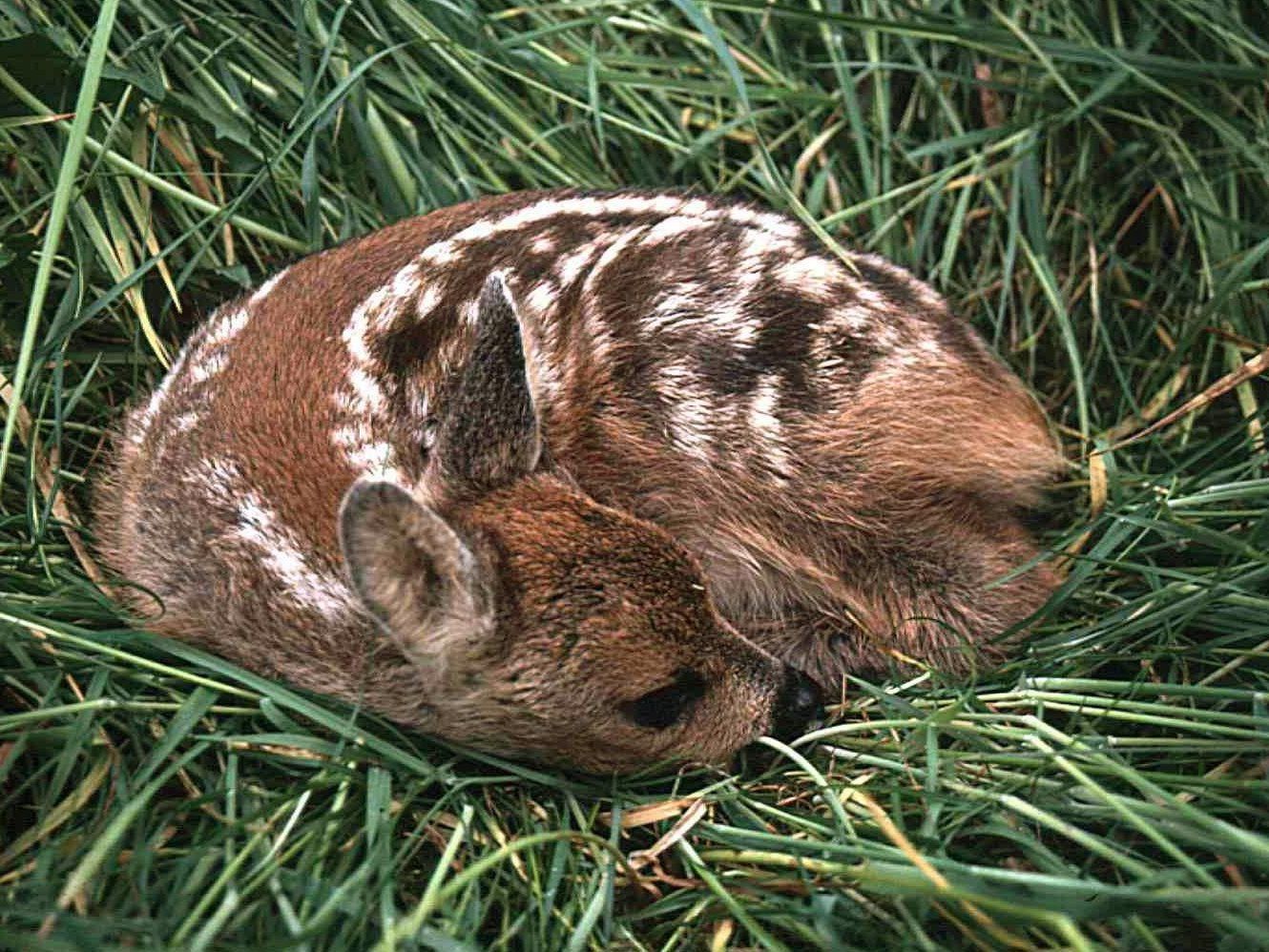 Die Tiere waren für eine Studie mit Halsbandsendern ausgestattet worden. Die Tiere waren für eine Studie mit Halsbandsendern ausgestattet worden.