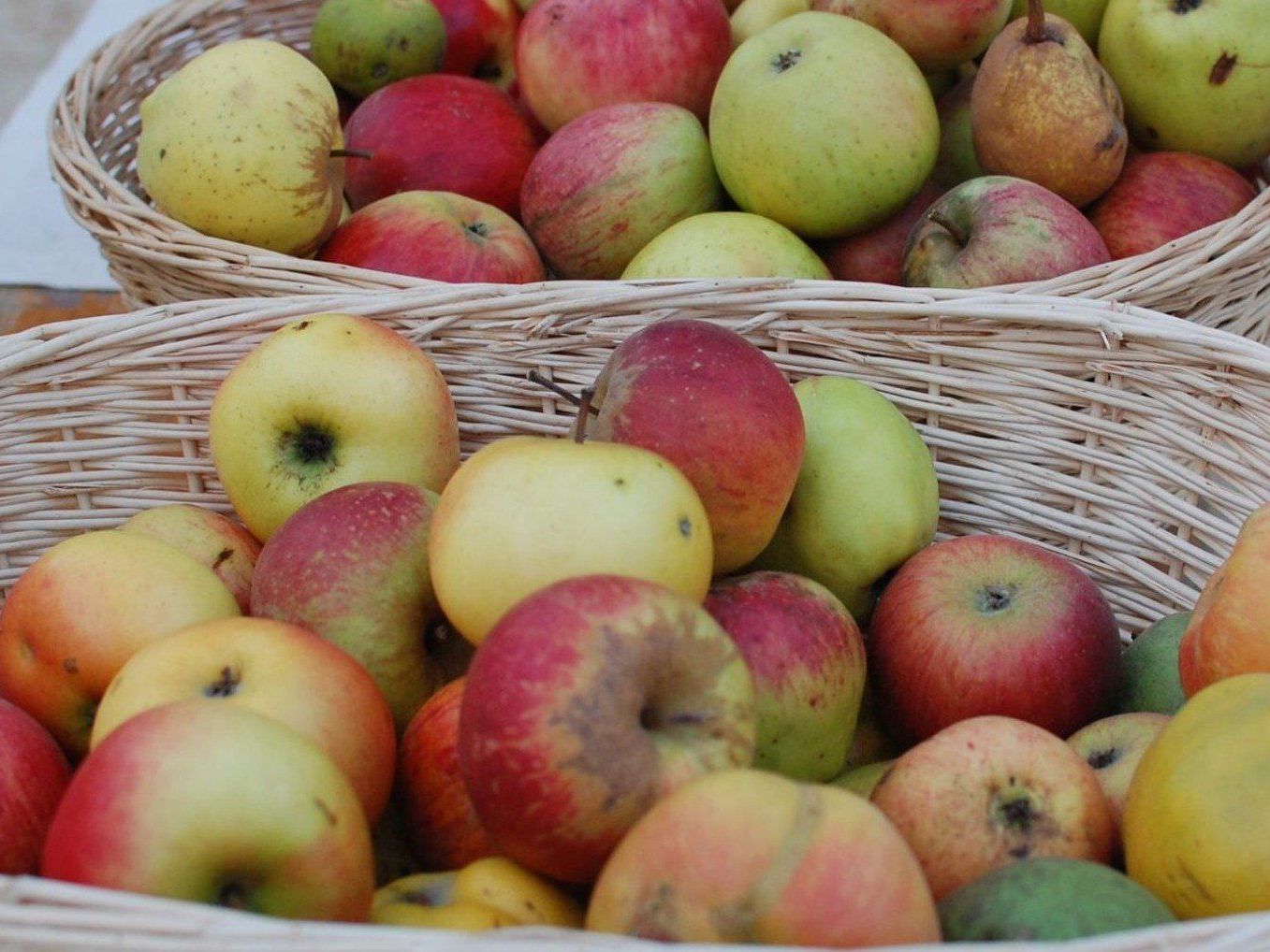 Am 12. Oktober lädt der Lainzer Tiergarten zum Obstbaumtag.