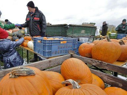 Auch heuer wird wieder das Kürbisfest "Am Himmel" stattfinden. Auch heuer wird wieder das Kürbisfest "Am Himmel" stattfinden.