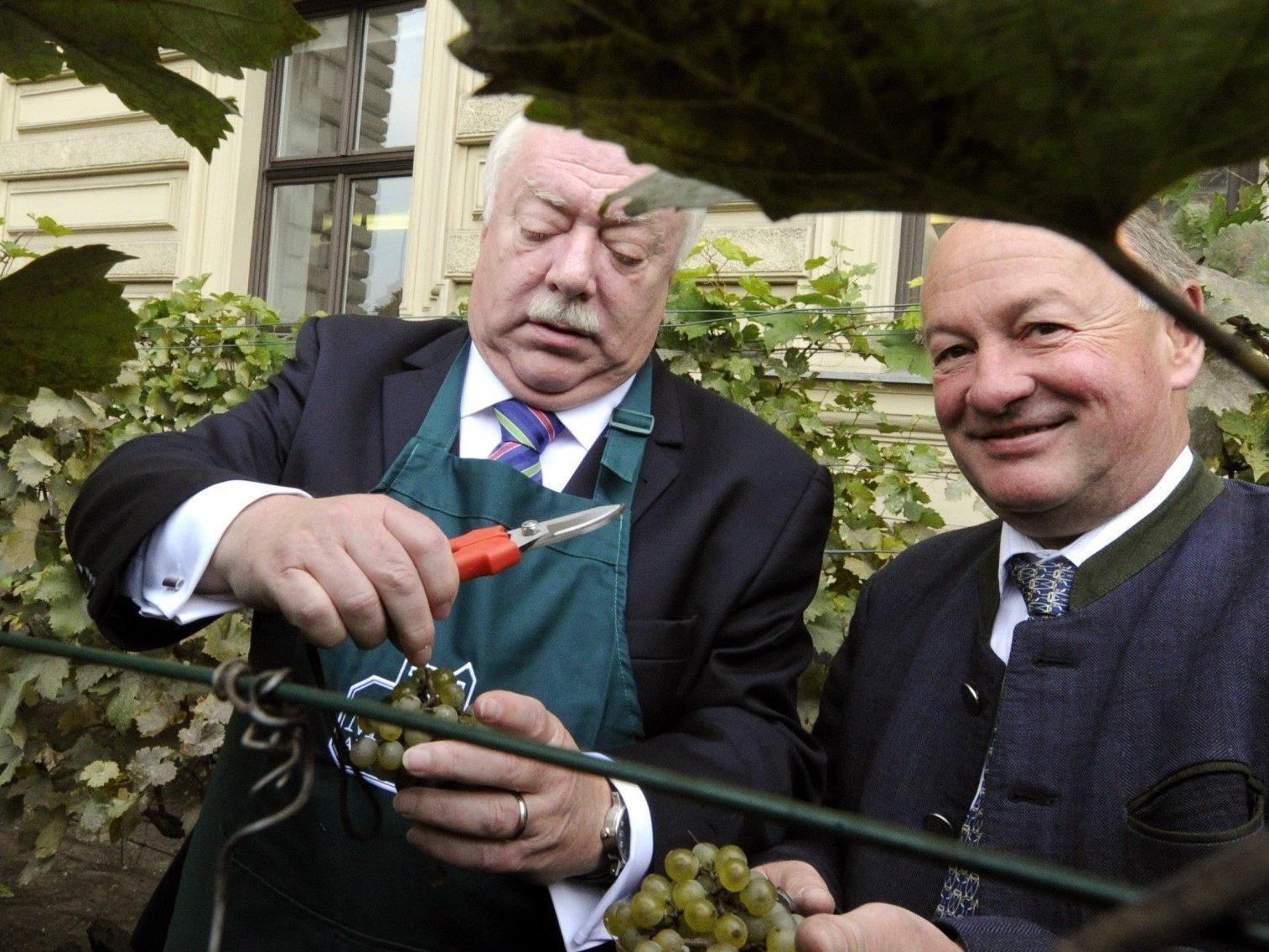 Wien Bürgermeister Michael Häupl war wieder bei der Weinlese im kleinsten Weingarten Wiens.