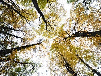 Im Rahmen der Aktion "Wald aktiv" planzten Schüler mehrere tausend Bäume und Sträucher. Im Rahmen der Aktion "Wald aktiv" planzten Schüler mehrere tausend Bäume und Sträucher.