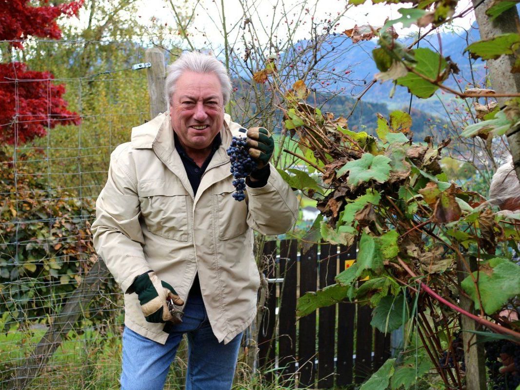 Mit Freude macht auch Weinexperte Herwig Röthlin als freiwilliger Helfer in der “Chesa Druschauna" bei der Lese des Roesler mit. Mit Freude macht auch Weinexperte Herwig Röthlin als freiwilliger Helfer in der “Chesa Druschauna" bei der Lese des Roesler mit.