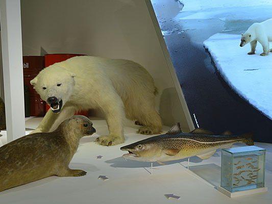 Die Sonderschau zum Artensterben im Naturhistorischen Museum