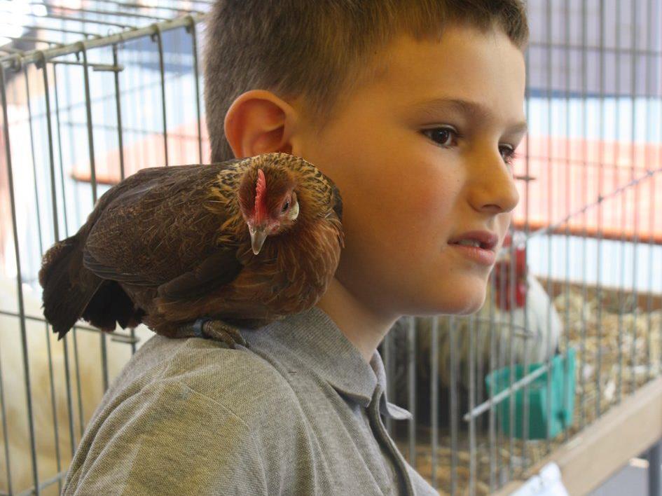 Jungzüchter Noah präsentiert am kommenden Wochenende seine Holländischen Zwerghühner