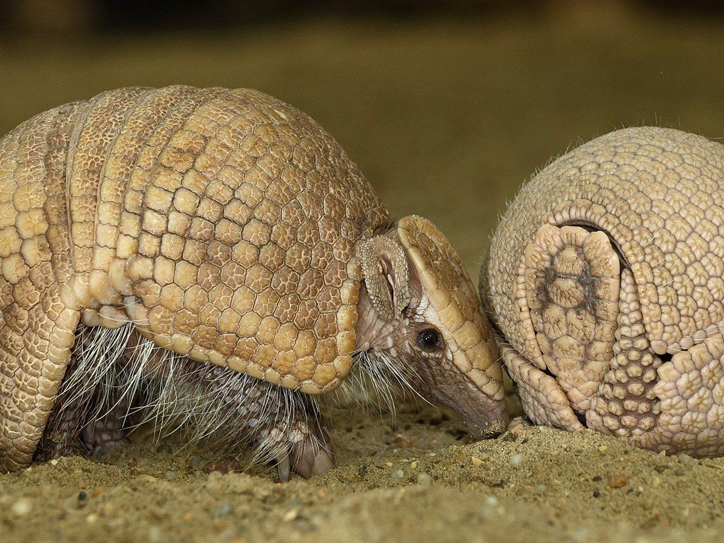 Der Tiergarten Schönbrunn freut sich über kugelrunden Nachwuchs.