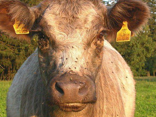Ein Stier verletzte einen 41-jährigen schwer