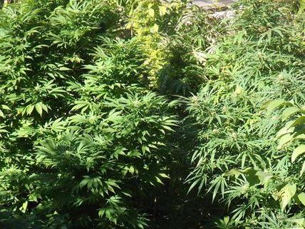 In Niederösterreich wurde eine Cannabis-Plantage gefunden.