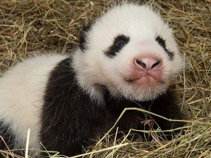 Der Panda-Bub im Tiergarten entwickelt sich prächtig.