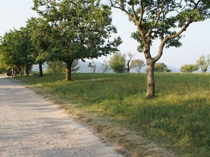 Wiener Steinhof-Gründe: Bebauungskonzept wird demnächst präsentiert Wiener Steinhof-Gründe: Bebauungskonzept wird demnächst präsentiert