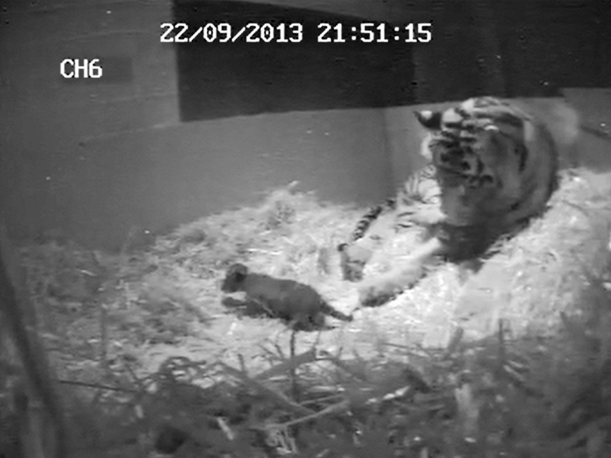 Tragischer Tod eines seltenen Sumatra-Tiger-Babys im Londoner Zoo. Tragischer Tod eines seltenen Sumatra-Tiger-Babys im Londoner Zoo.