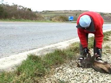 In Boyts Kühltruhe finden sich auch Bussarde, Falken und Blindschleichen. In Boyts Kühltruhe finden sich auch Bussarde, Falken und Blindschleichen.
