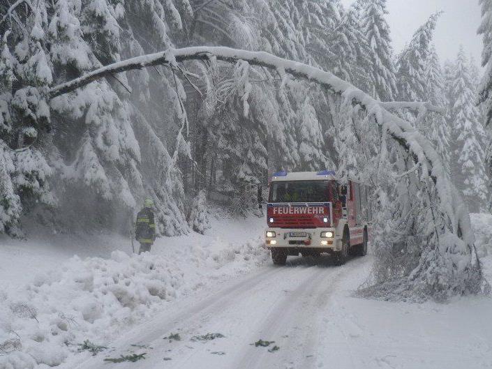 Starke Schneefälle: Am Sonntag mussten in Niederösterreich umgeknickte Bäume von den Straßen entfernt werden.