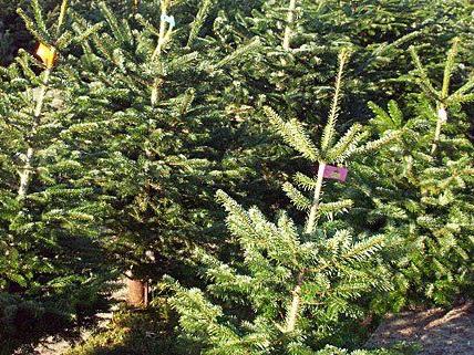 Für den Wiener Weihnachtsbaum wird alle Jahre wieder der schönste Baum ausgesucht