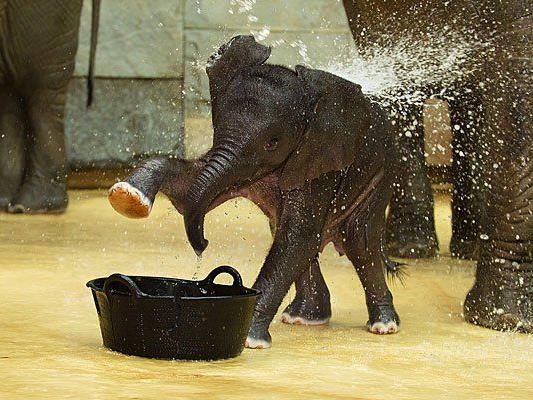 So süß spielt das Elefanten-Mädchen mit dem Wasser