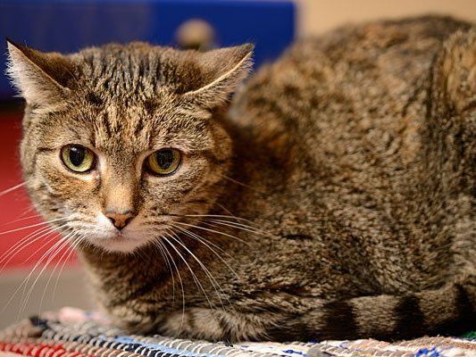 Wer gibt Katze Isolde einen guten Einzelplatz? Wer gibt Katze Isolde einen guten Einzelplatz?