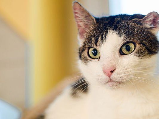 Schmusekatze Orphelia Schmusekatze Orphelia